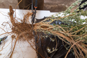 We process the collected plant material to analyze metal and nutrient contents