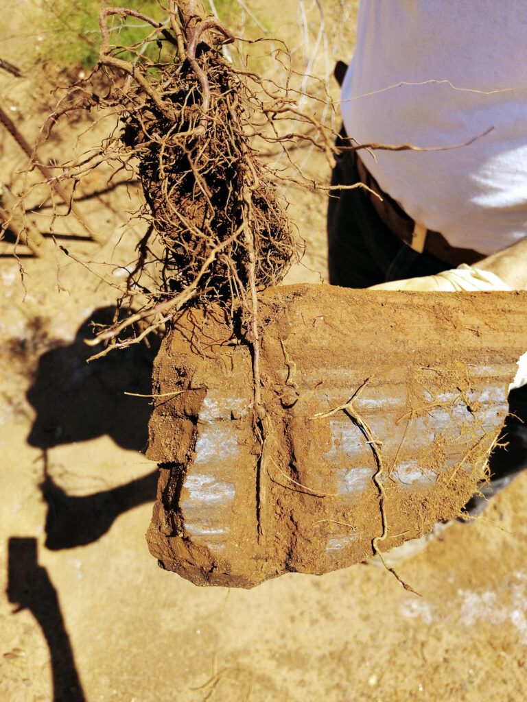 Many roots grow parallel to soil surface following the layers of the mining waste, and others penetrating to deeper layers through vertical cracks.